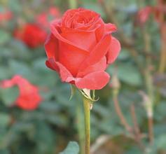 Ҧ���˿���������Ƶ����ݸһ�����ܼ�7�����쵼 �г���쭽��黻��...